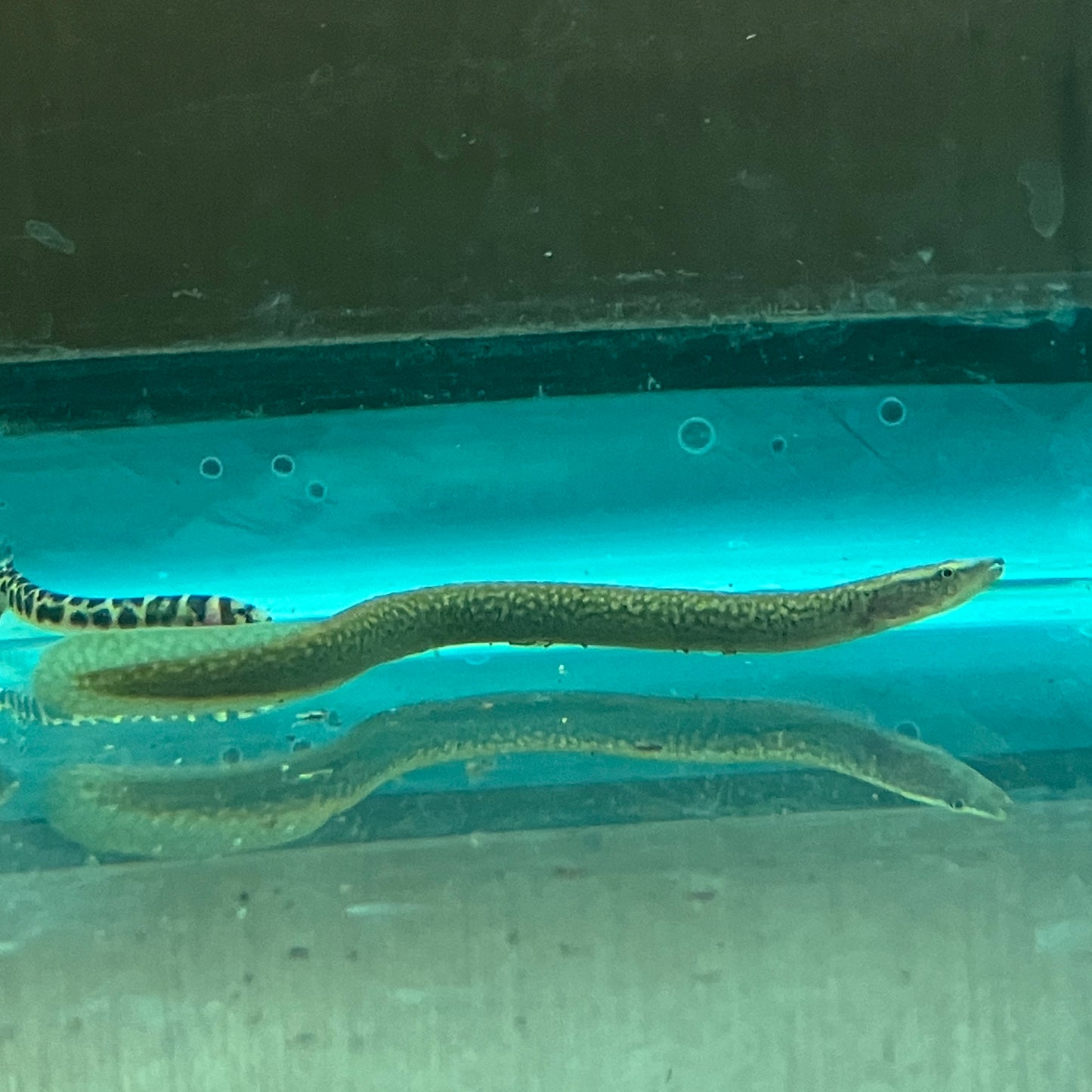 Sinobdella spp. "pipefish face eel"