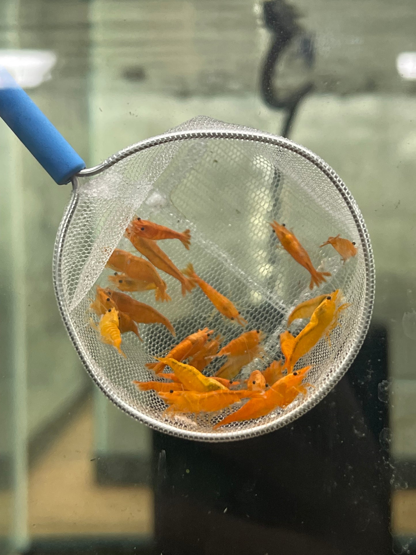 Orange Sunkist Neocardina Shrimp