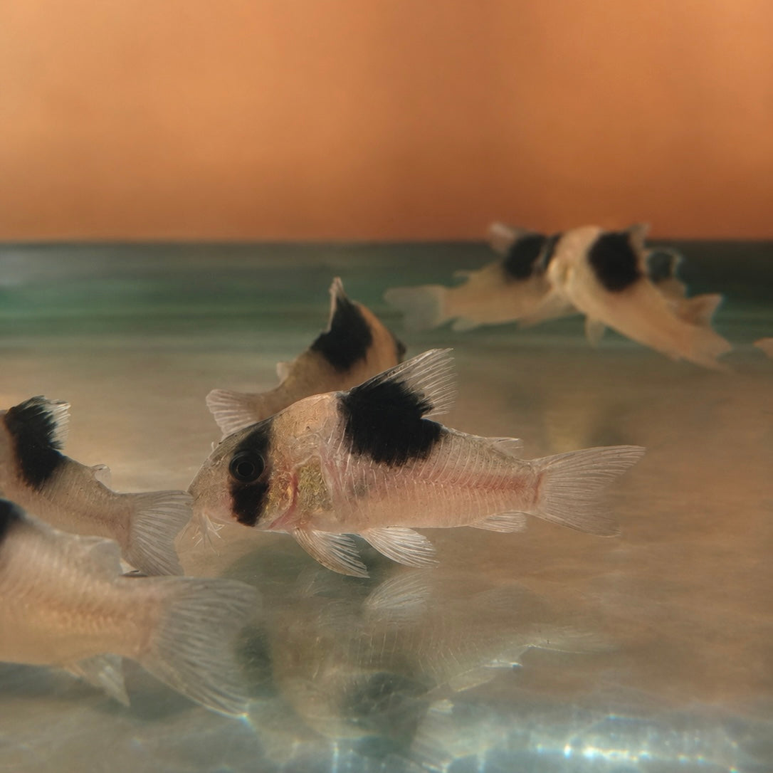 CW051 New Panda Corydoras