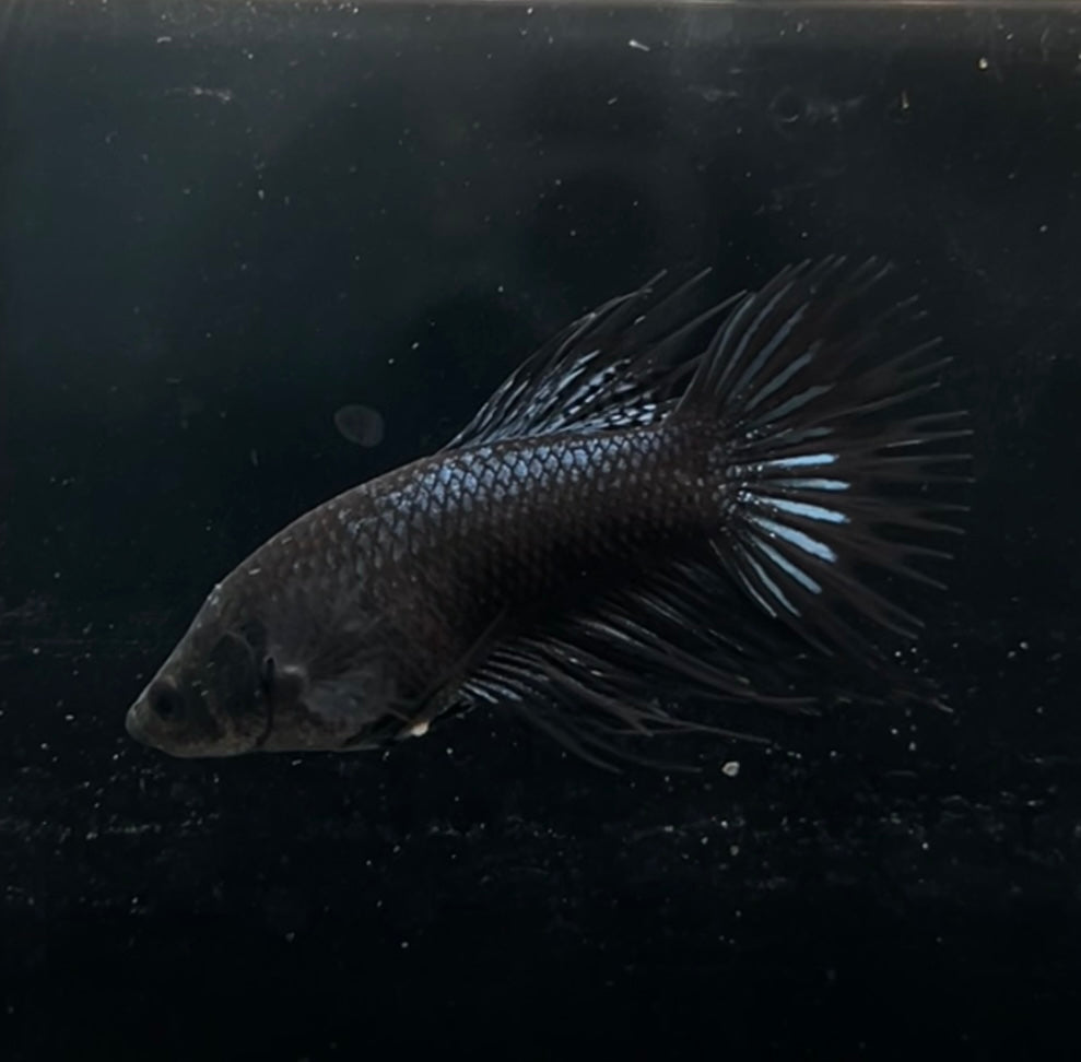 King Black Crowntail Female Betta