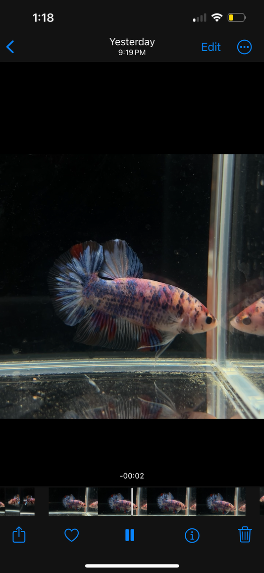 Giant Candy Koi HMPK Male Betta