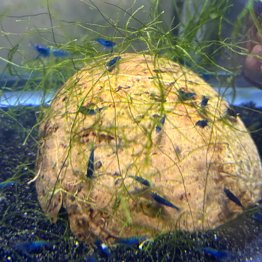 Blue Dream Neocardina Shrimp