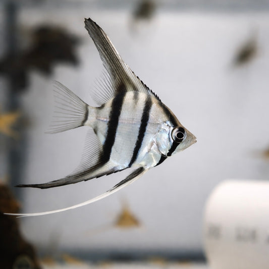Peruvian Altum Angelfish