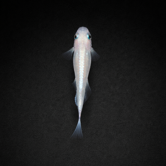 Platinum White Medaka Rice Fish
