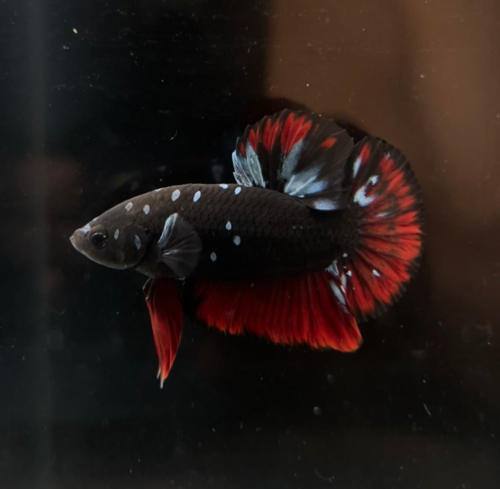 Nebula Avatar HMPK Male Betta