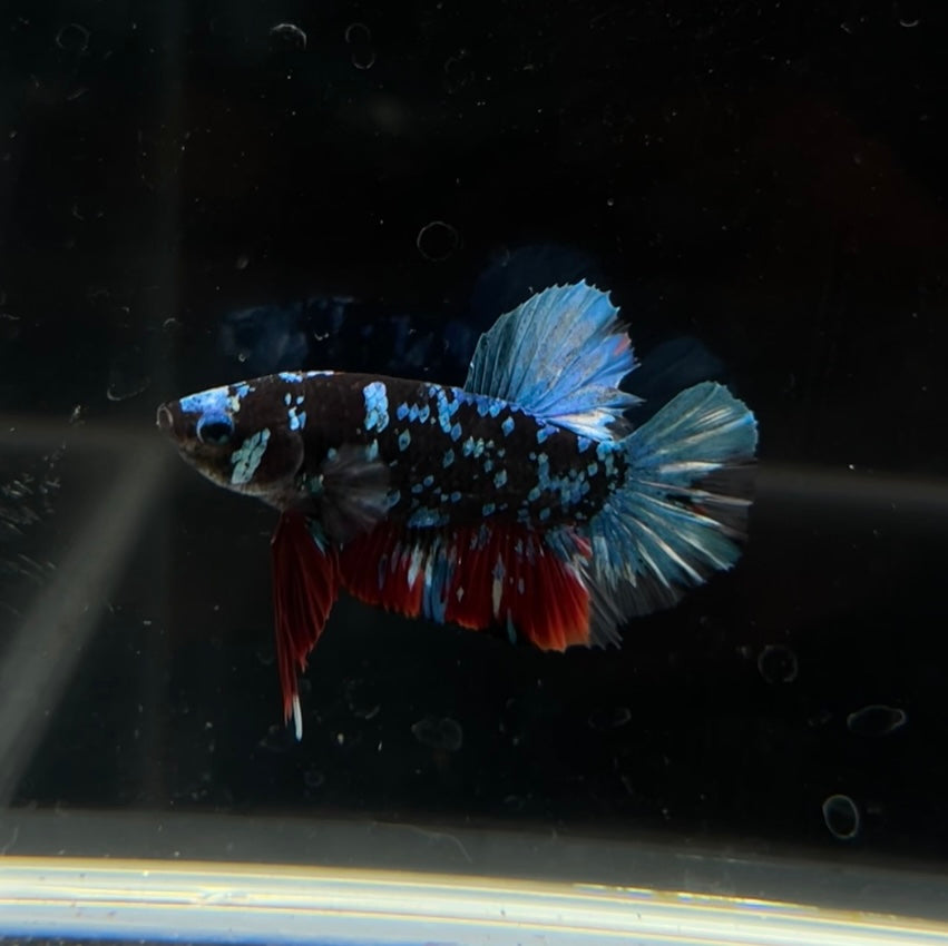 Green Avatar HMPK Male Betta