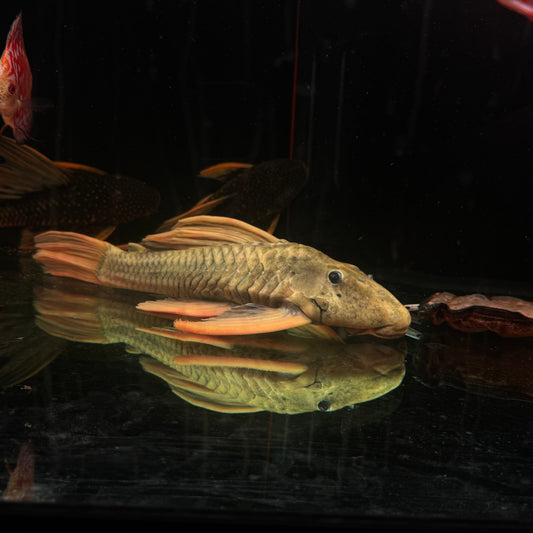 Phase 3 Luteus Pleco(Hypostomus Luteus)