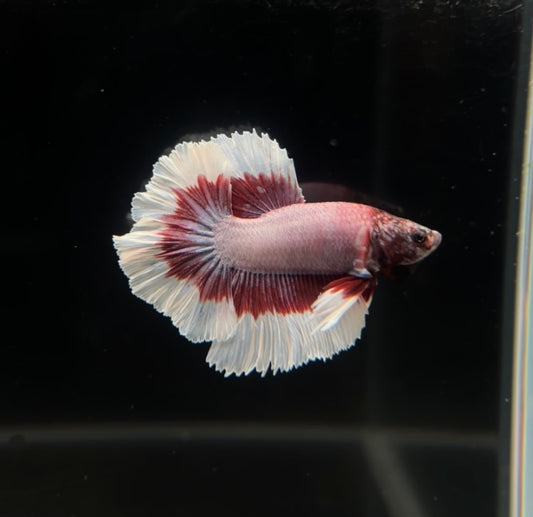 Pink Lavender Halfmoon Male Betta