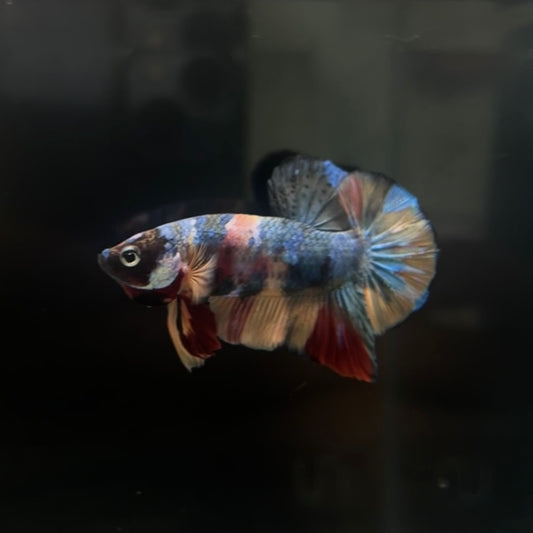 Multicolor Koi HMPK Betta