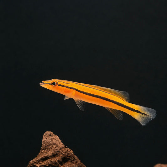 Orange "carrot" Xingu Pike Cichlid (Crenicichla sp. 'Xingu I')