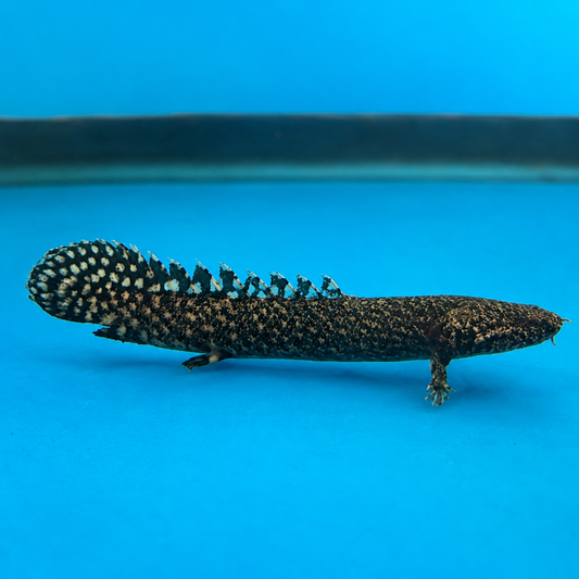Ornate Bichir