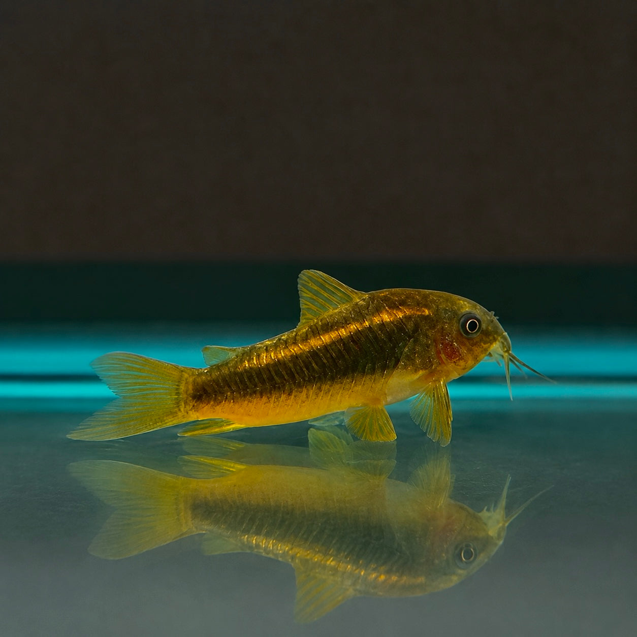 Orange Laser Cory