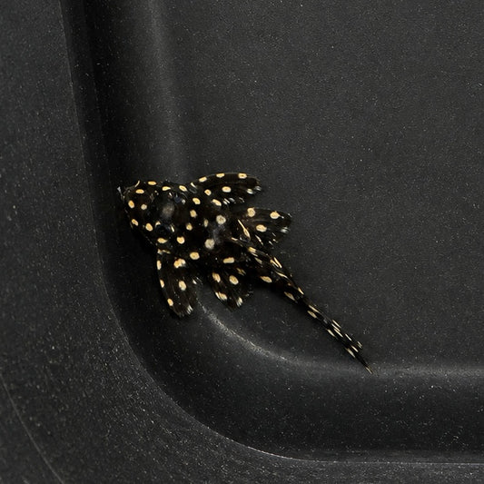 Mini Snowball Pleco