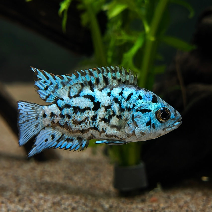 Electric Blue Jack Dempsey