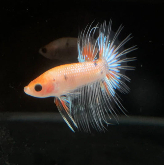CT Light Koi Male Betta