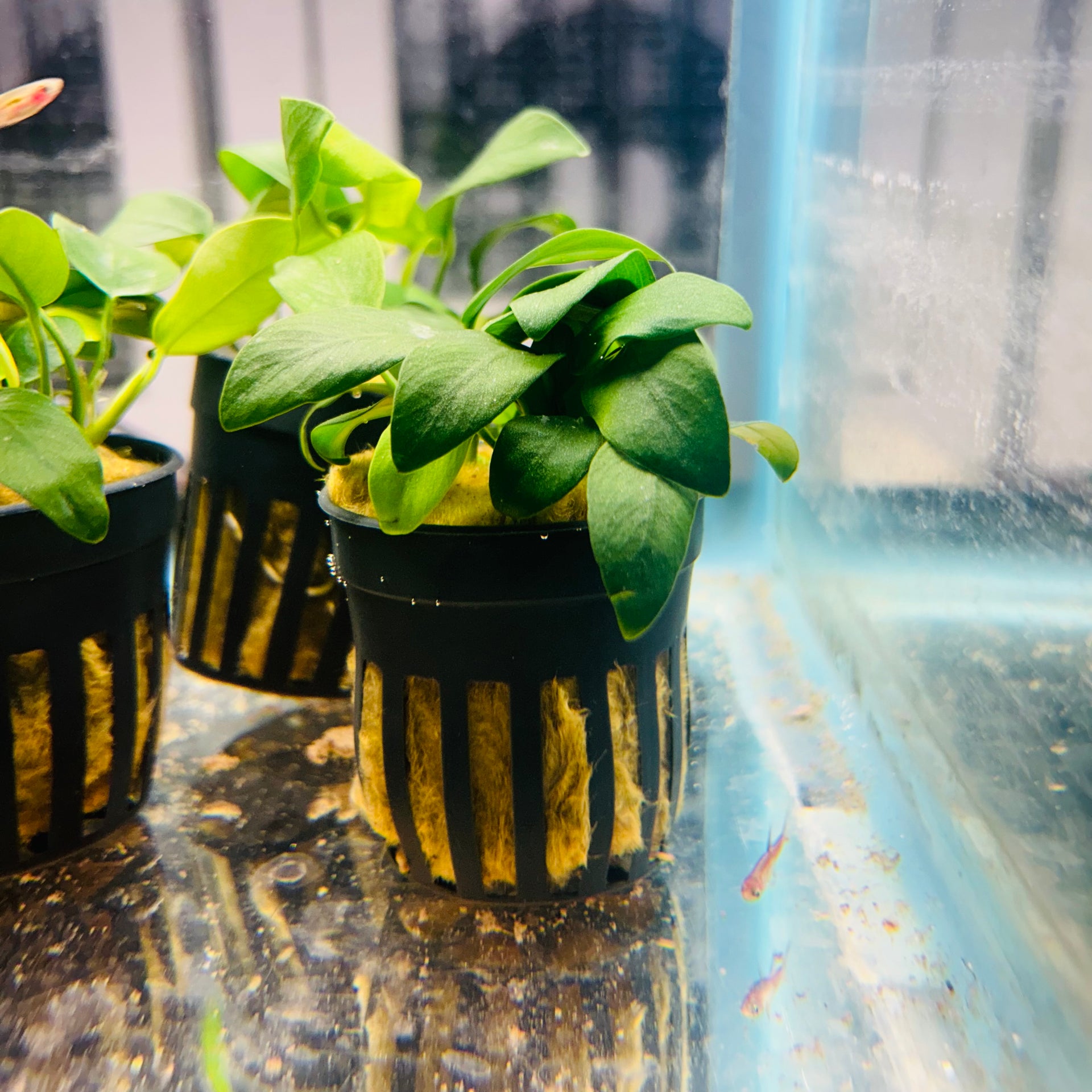 Anubias Nana Bonsai – Fish Kings