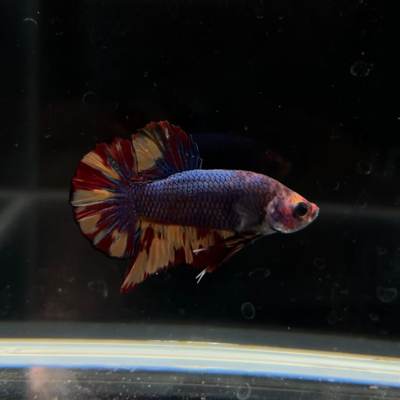 Black Fire Nemo Koi HMPK Male Betta