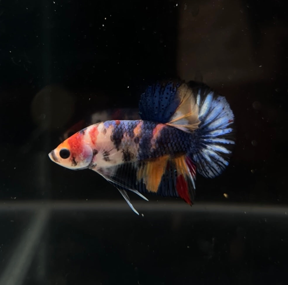 Black Based MULTImetallic Koi HMPK Male Betta