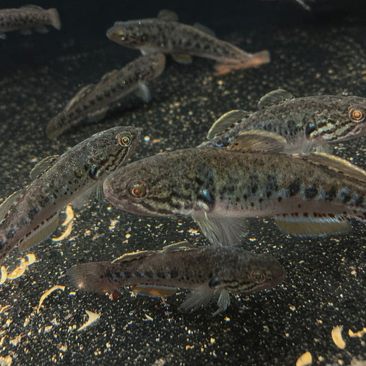 Purple Spotted Gudgeon