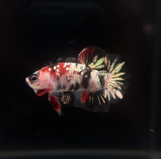 Red Copper Koi HMPK Male Betta