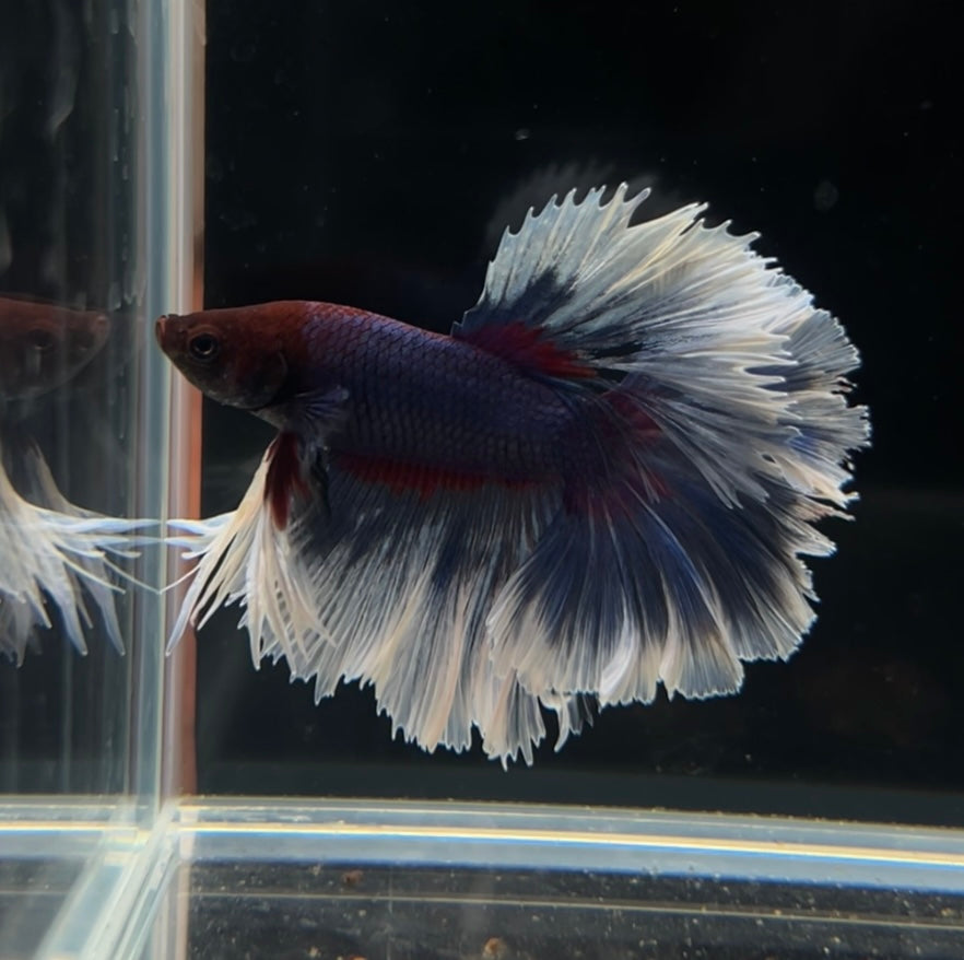 Lavender Feathertail Male Betta