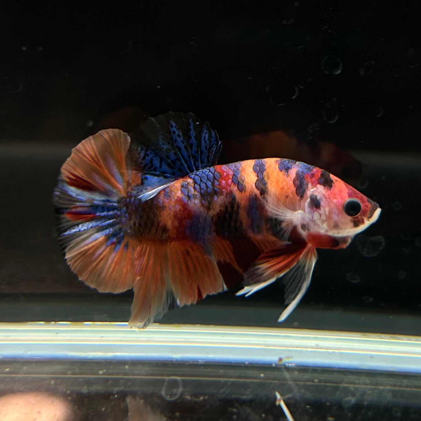 Nemo Multicolor Koi HMPK Male Betta