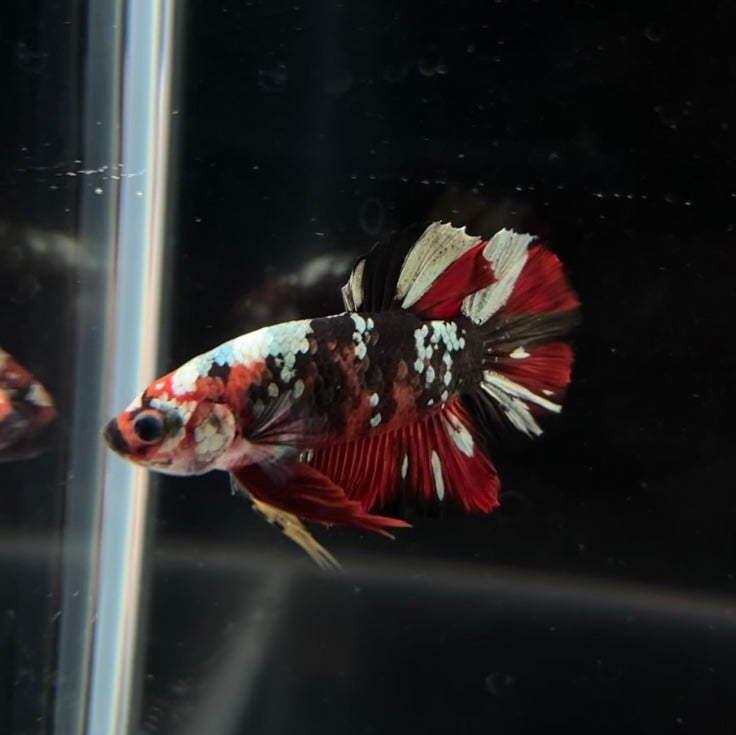 Red Koi Copper HMPK Male Betta