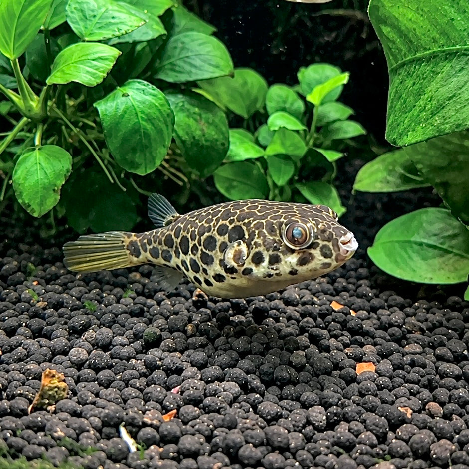 Spotted Congo Puffer