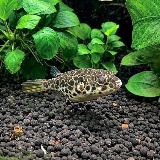 Spotted Congo Puffer