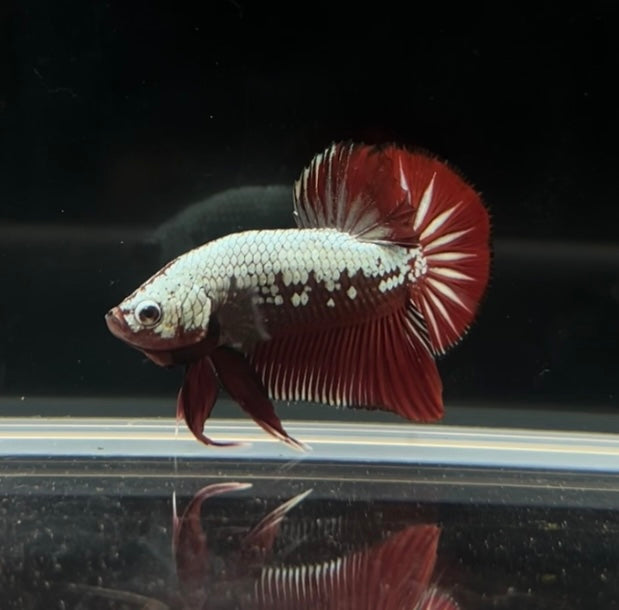 Red Samurai HMPK Male Betta