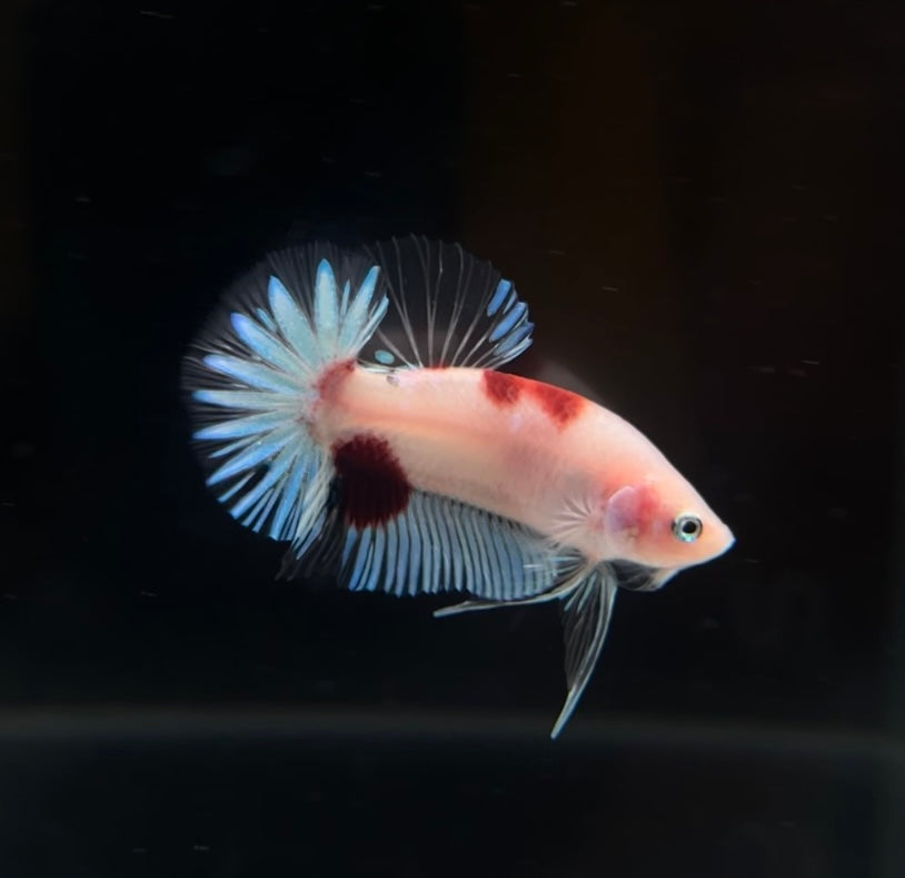 Tancho Koi HMPK Male Betta