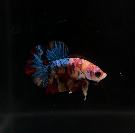 Multicolor Koi HMPK Male Betta