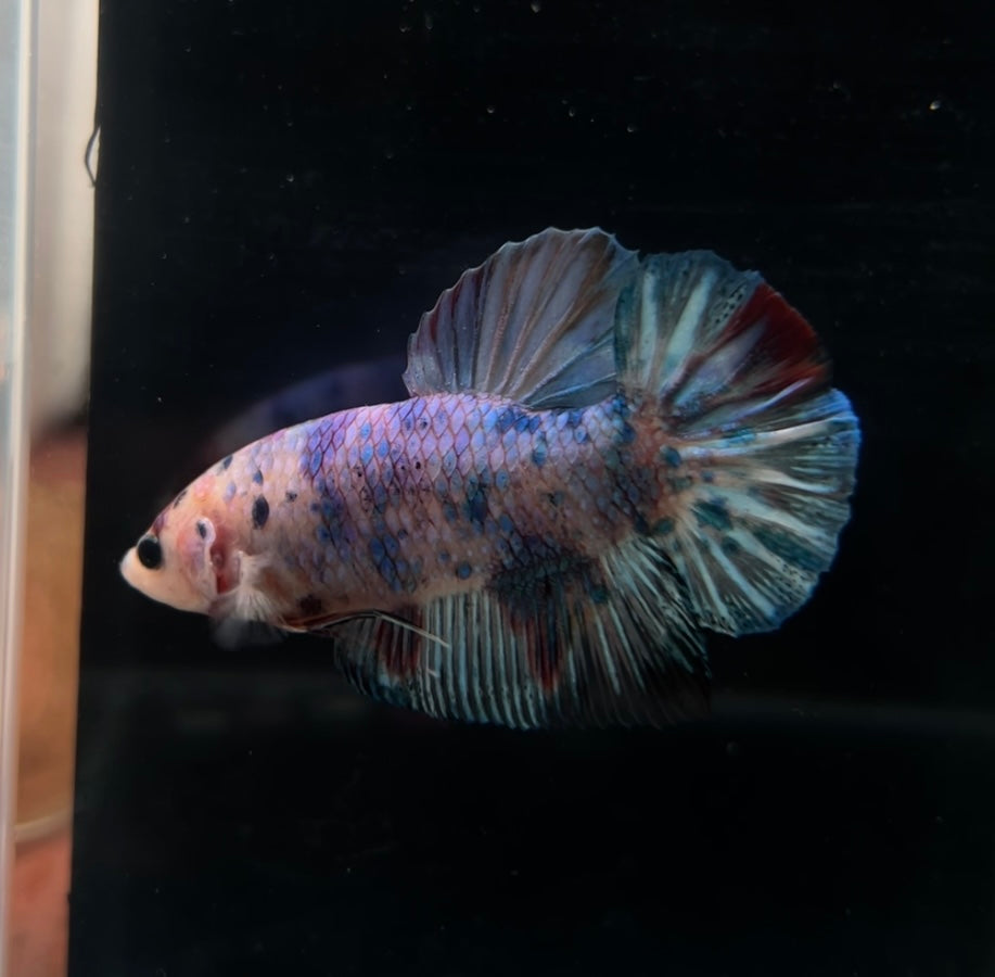 Giant Candy Koi HMPK Male Betta