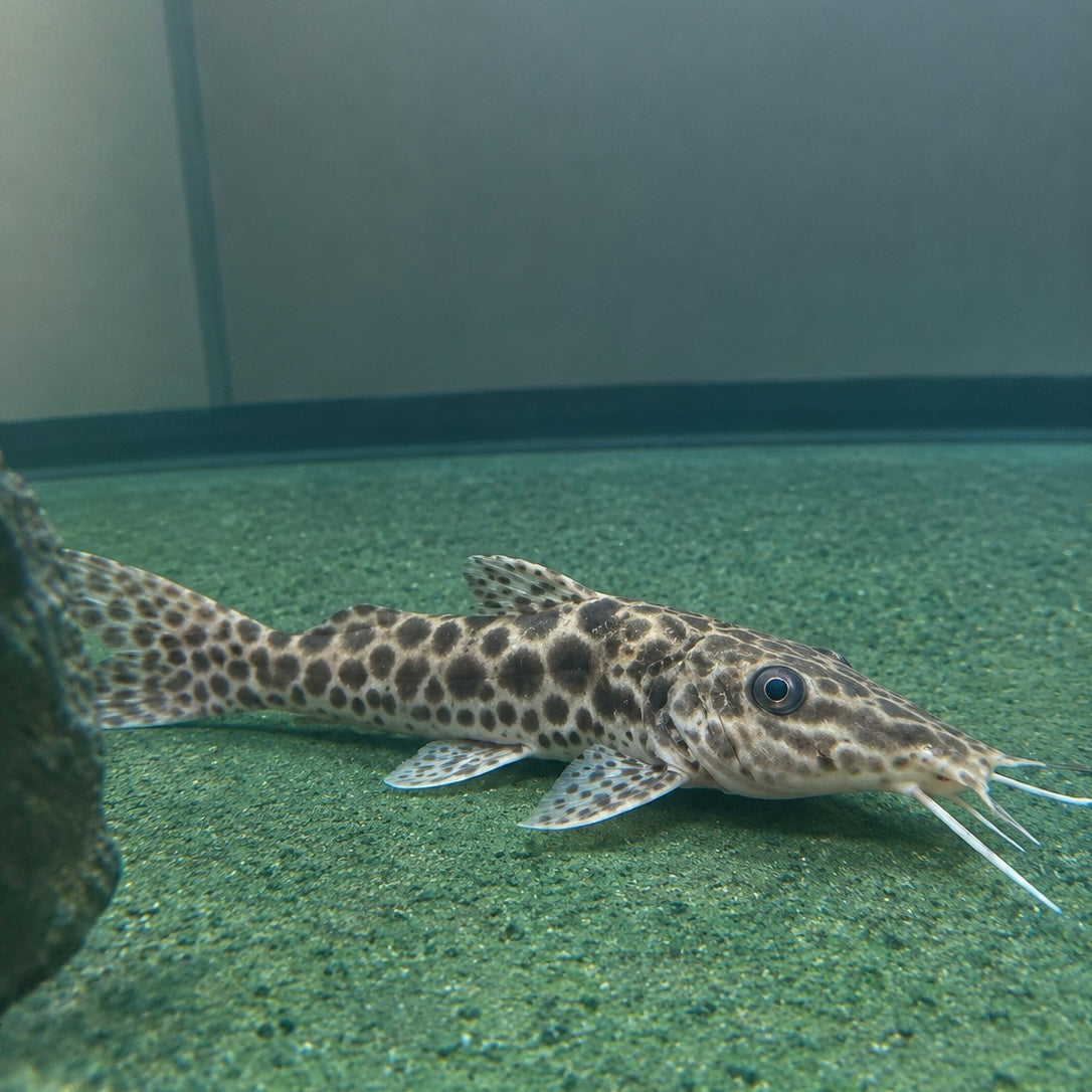 Giraffe Nosed Catfish
