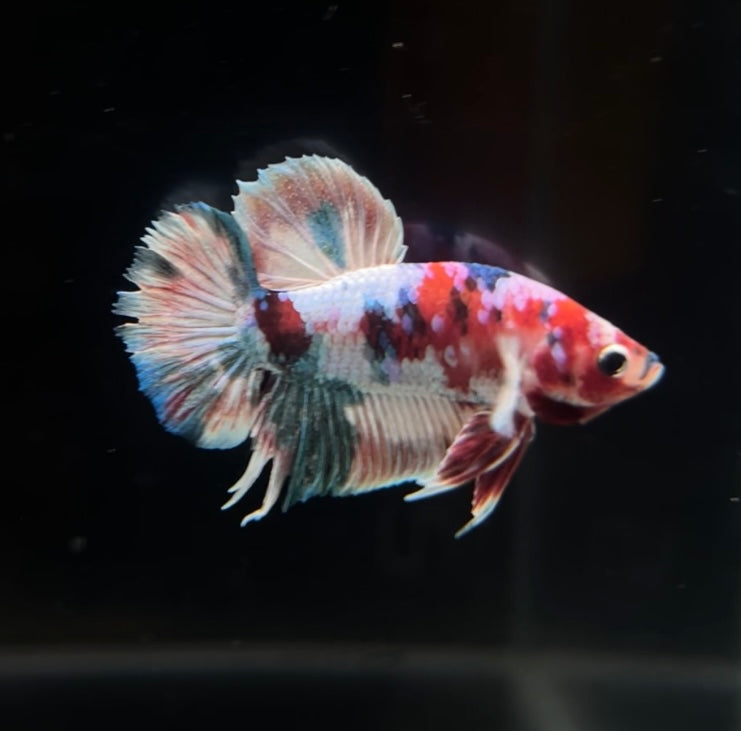 Red Barongsai Koi HMPK Koi Male Betta