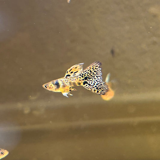 Yellow King Tiger Cobra Guppies