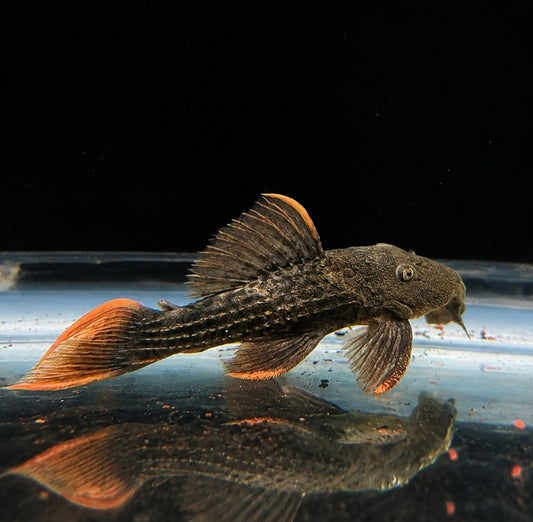 L24 Red Fin Cactus Pleco
