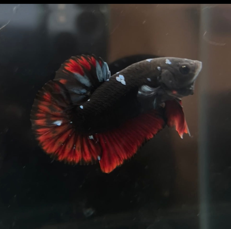 Nebula Avatar HMPK Male Betta