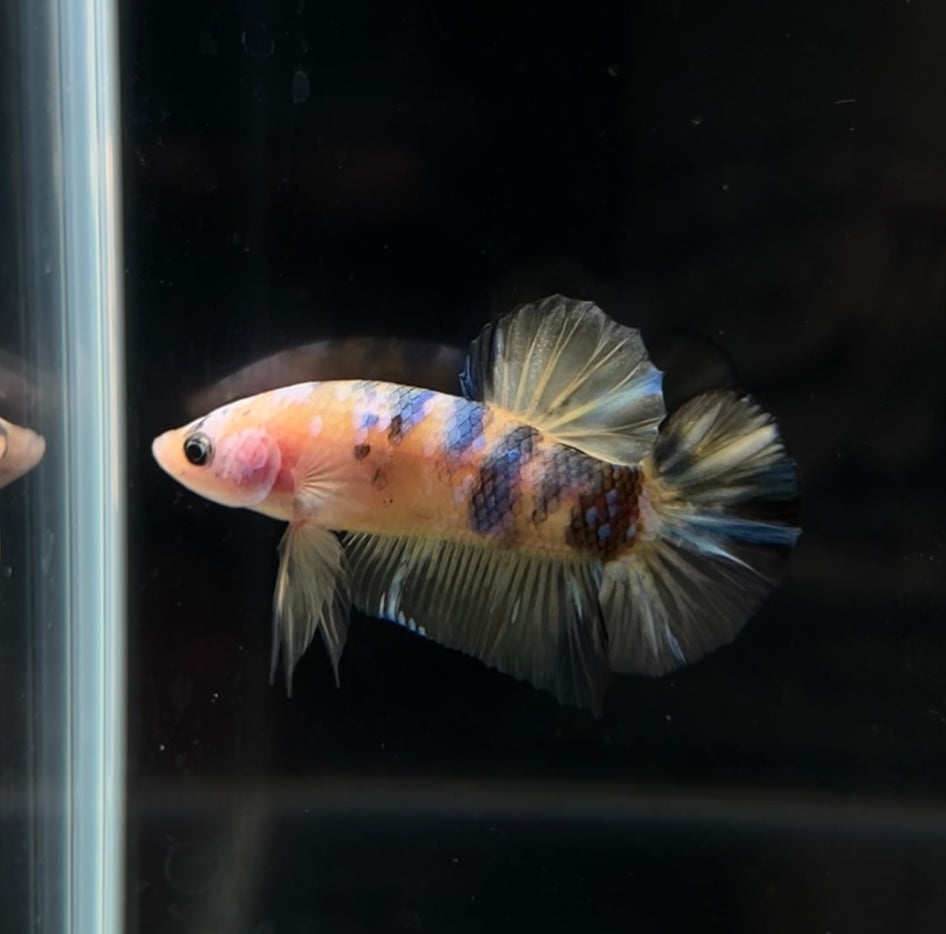 Yellow Galaxy Koi HMPK Male Betta