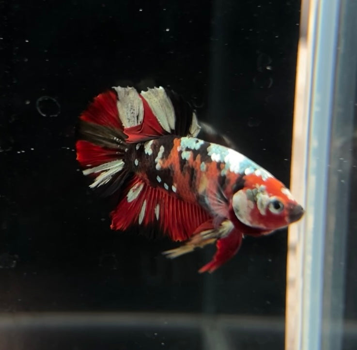 Red Koi Copper HMPK Male Betta