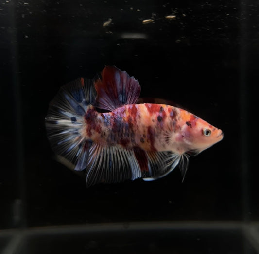 Giant Nemo Galaxy HMPK Male Betta