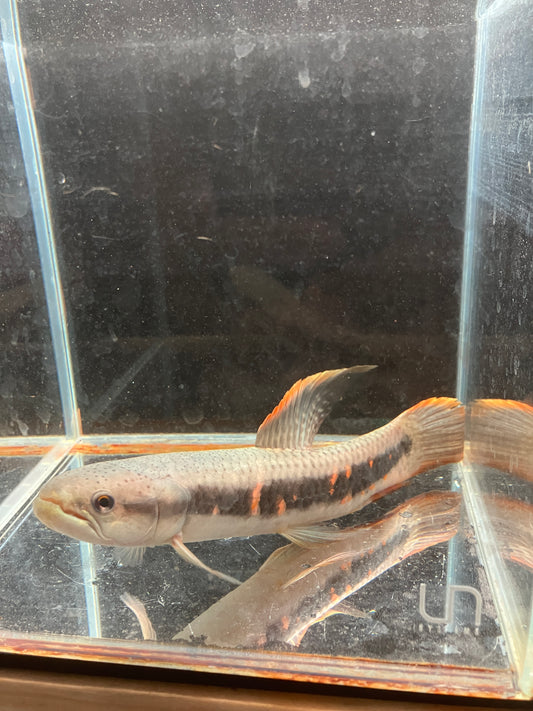 Red Rainbow Wolffish