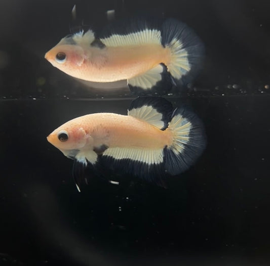 Imperfect Blue Rim HMPK Male Betta
