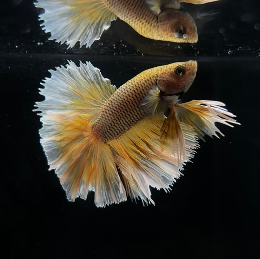 Pineapple Feathertail Male Betta