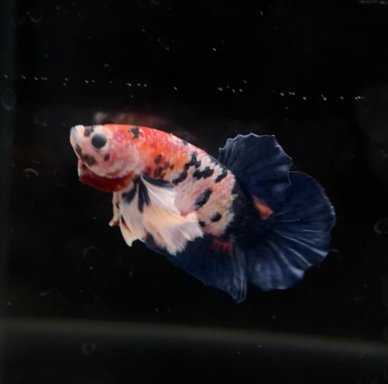 Candy Koi Dumbo Ear HMPK Male Betta