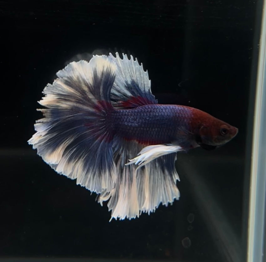 Lavender Feathertail Male Betta