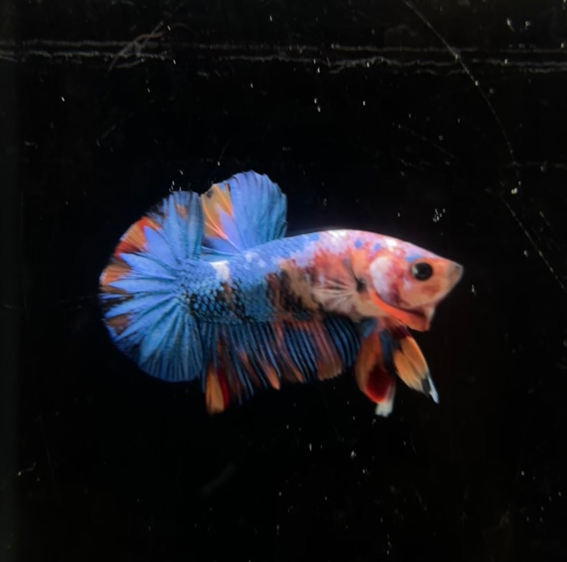 Multicolor Koi HMPK Male Betta