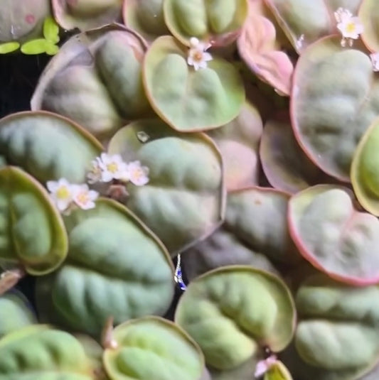 Red Root Floaters