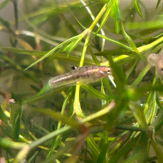 Least Killifish