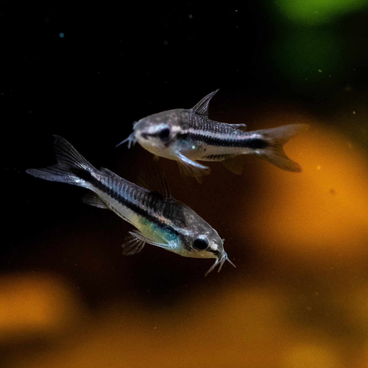 Pygmy Corydoras
